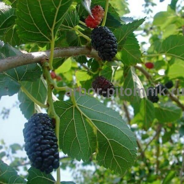 Саженцы шелковицы в Москве и Подмосковье из питомника Арбор — фото 3